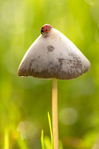 Marienkäfer auf Pilz