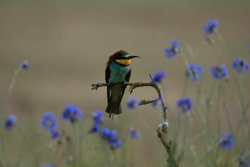 Bee-eater by Samantha Rorijs
