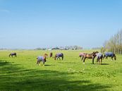 Paarden in de wei omgeving Heiloo von Ronald Smits Miniaturansicht
