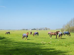 Horses in the meadow, Heiloo, Netherlands