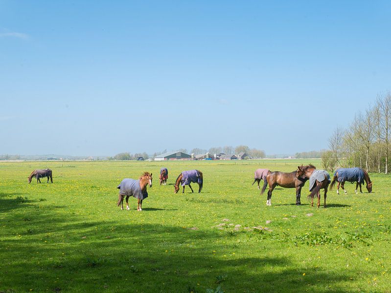Paarden in de wei omgeving Heiloo von Ronald Smits