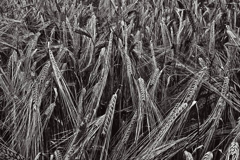 Weizenfeld in Schwarz und Weiß von Hans Kwaspen