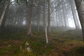 MISTBOS 8 van Miroslav Ptacek