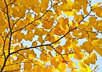 Yellow leaves in autumn