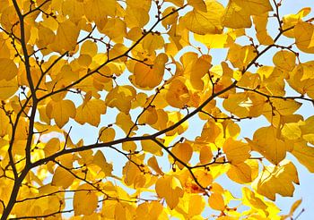 gelbe Blätter im Herbst