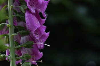 Foxglove