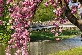 Kirchblüte van Heinz Grates