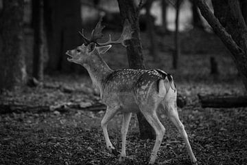 Cerf sauvage sur Sebastian Stef