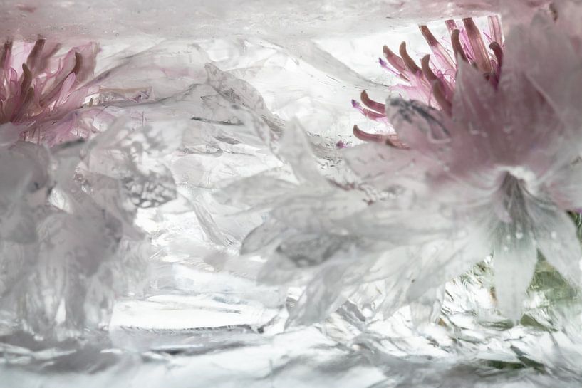 Witte korenbloemen in ijs 1 van Marc Heiligenstein