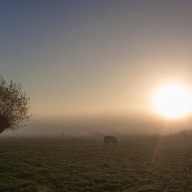 Koeien in de mistige polder. von Maarleveld Fotografie