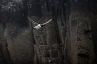 gebrilde zeekoet by Bart Hardorff thumbnail