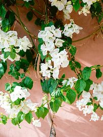 Weiße Blumen in Marokko von Raisa Zwart Reisefotografiedrucke