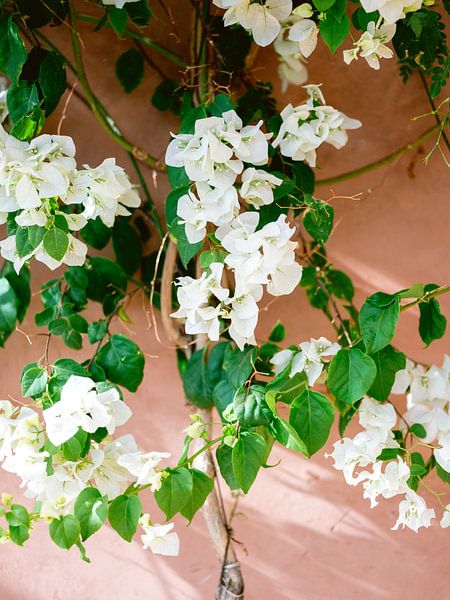 Weiße Blumen in Marokko von Raisa Zwart Reisefotografiedrucke