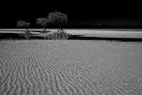 Mangroves