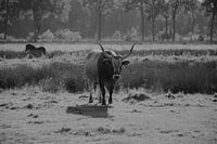 wild life