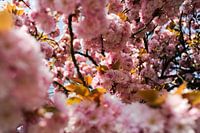 Pink!