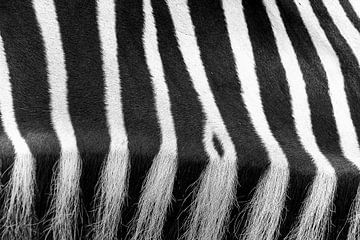 Abstracte close up van een zebra van Heino Minnema