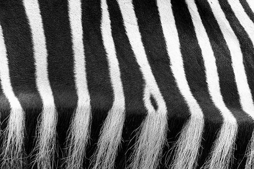 Abstracte close up van een zebra