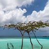 Divi divi boom aan de kust van Mangel Halto Beach (Aruba) van eusphotography