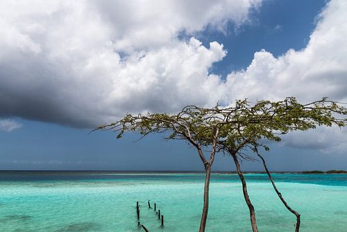 Divi divi tree on the coast of Mangel Halto Beach (Aruba)