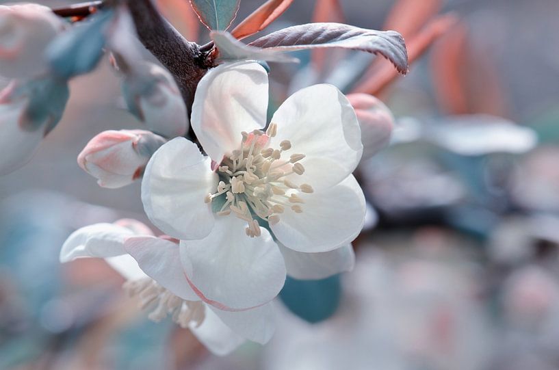 Spring by Violetta Honkisz