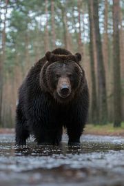 Ours brun ( Ursus arctos, ours brun européen ), œil pour œil avec l'ours, Europe.