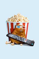 Popcorn Pig