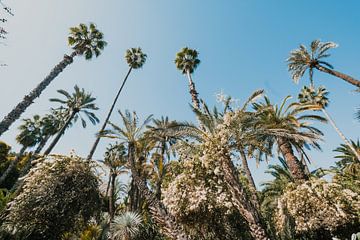 De tuin van Yves Saint Laurent, Jardin Majorelle, in Marrakech, Marokko. van W Machiels