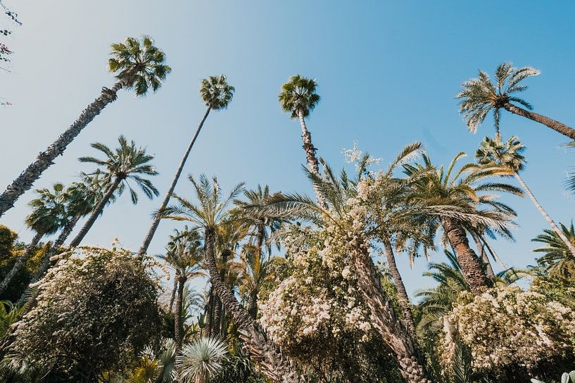 Yves Saint Laurent's garden, Jardin Majorelle, in Marrakech, Morocco. by W Machiels