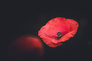 Klaprozen – fine art macrofotografie