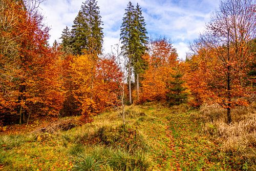 Randonnée automnale à travers le Spittergrund près de Tambach-Dietharz jusqu'à la cascade