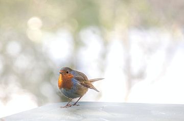 Curious redbreast in the winter by Rietje Bulthuis