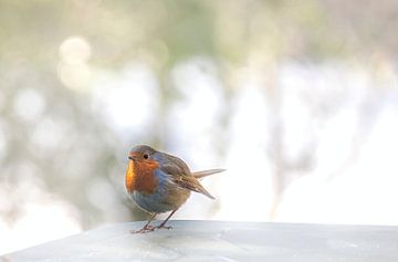 Neugieriger Rotkehlchen im Winter