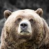 Grizzly von Renald Bourque