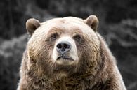 Grizzly von Renald Bourque Miniaturansicht