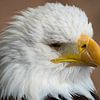 Amerikaanse Zeearend by Beeld Creaties Ed Steenhoek | Photography and Artificial Images