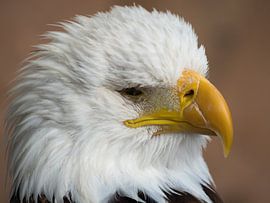 Amerikaanse Zeearend sur Beeld Creaties Ed Steenhoek | Photographie et images artificielles