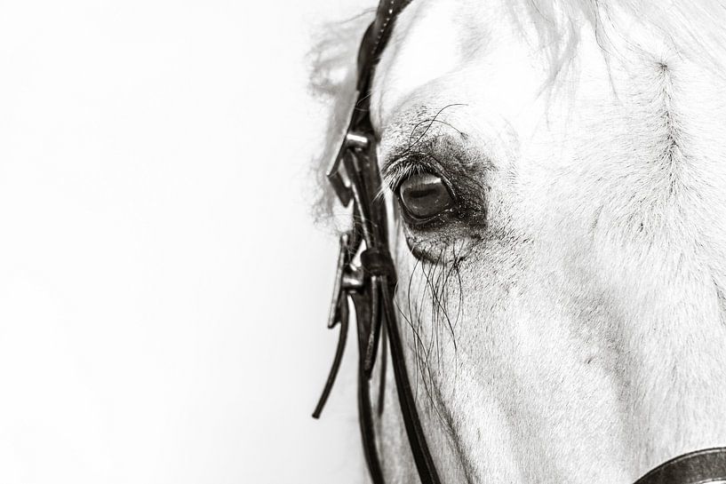 Les yeux de cheval en disent plus par Merel van Luijk