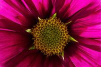 Cosmea 