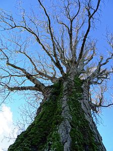 Tree Magic 75