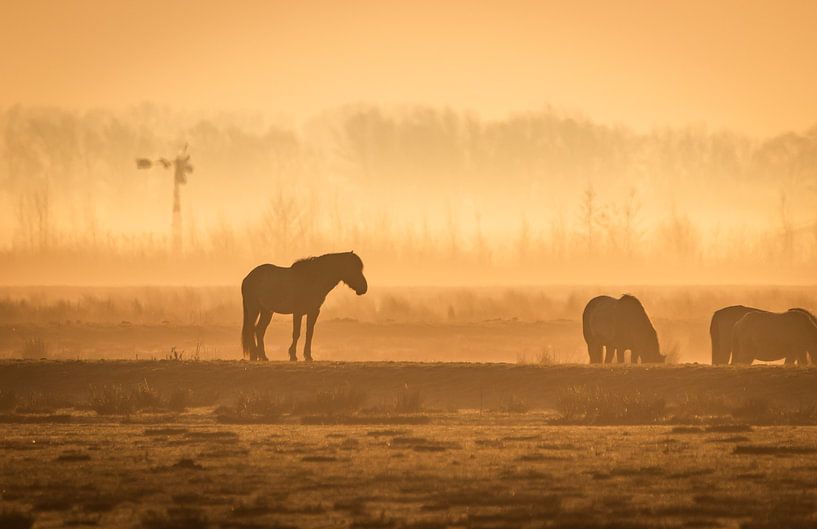 pony in the meadow by natascha verbij