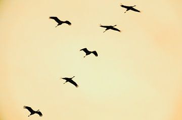 Grues blanches ou grues cendrées volant dans un coucher de soleil en automne sur Sjoerd van der Wal Photographie