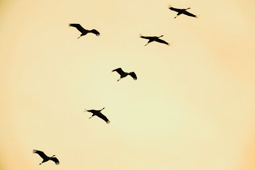 Grues blanches ou grues cendrées volant dans un coucher de soleil en automne par Sjoerd van der Wal Photographie