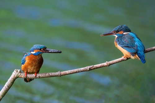 kingfishers for a fish transfer