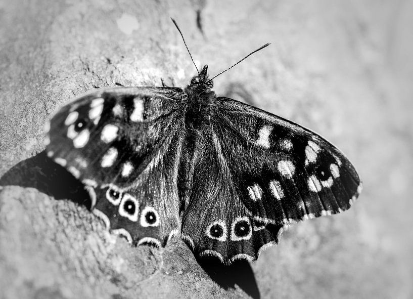 Schwarzer und weißer Schmetterling von Anouk Snijders