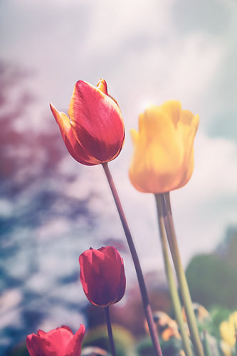 Een kleurrijke bloemenzee - sfeervol, kleurrijk tulpenveld - voorjaarsontwaken