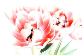 Tulpen in januari van Claudia Moeckel