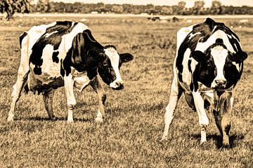 Zwartbont Koeien in de Weiland Sepia van Hendrik-Jan Kornelis