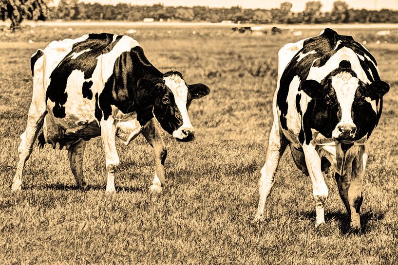Black Pied Cows in the Meadow Sepia by Hendrik-Jan Kornelis