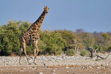 Giraffe in Namibië, Afrika van Thomas Marx